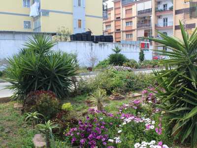 ...al centro, spicca un'ampia aiuola colma di ogni tipo di piante grasse, mentre l'intero perimetro � impreziosito da una montagna di margherite, slanciati esemplari di yucca...
